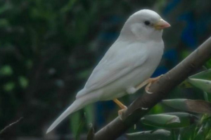 V avstraliji je bilo mogoče fotografirati white sparrow
